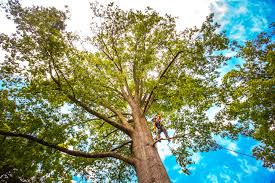  Westfield, NJ Tree Services Pros