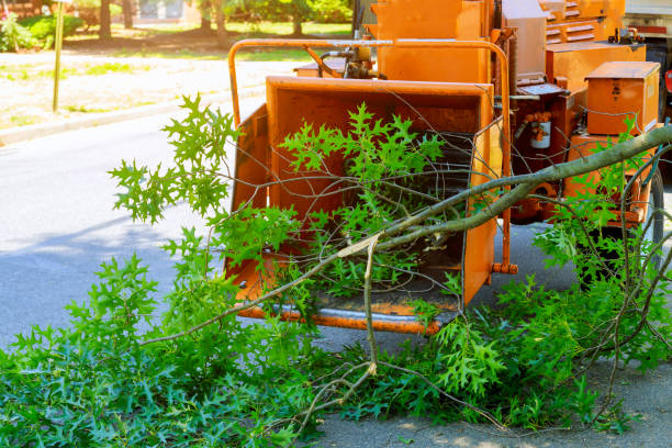 Best Lawn Maintenance Plans  in Westfield, NJ