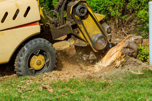 Best Commercial Tree Services  in Westfield, NJ