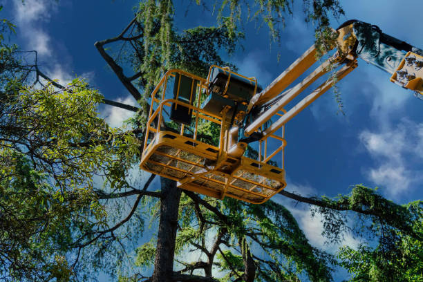 Best Palm Tree Trimming  in Westfield, NJ