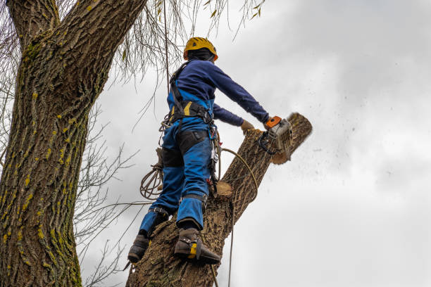 Best Arborist Consultation Services  in Westfield, NJ