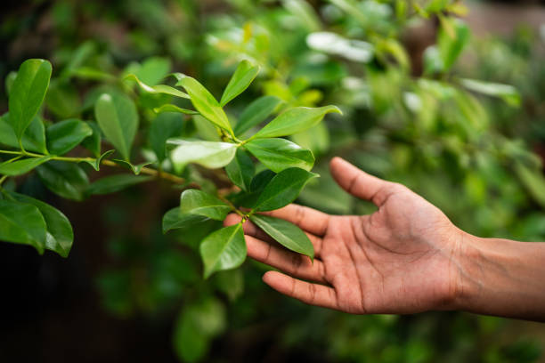 Professional Tree Services in Westfield, NJ