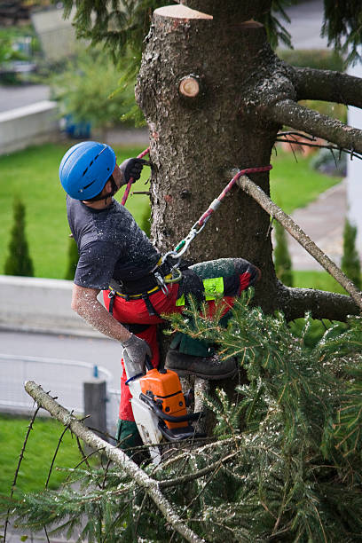 How Our Tree Care Process Works  in  Westfield, NJ