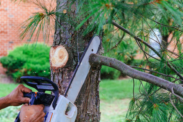 Best Firewood Processing and Delivery  in Westfield, NJ